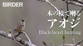 BIRDER「木の枝で囀るアオジ（Black-faced bunting）の雄」（戸塚 学）