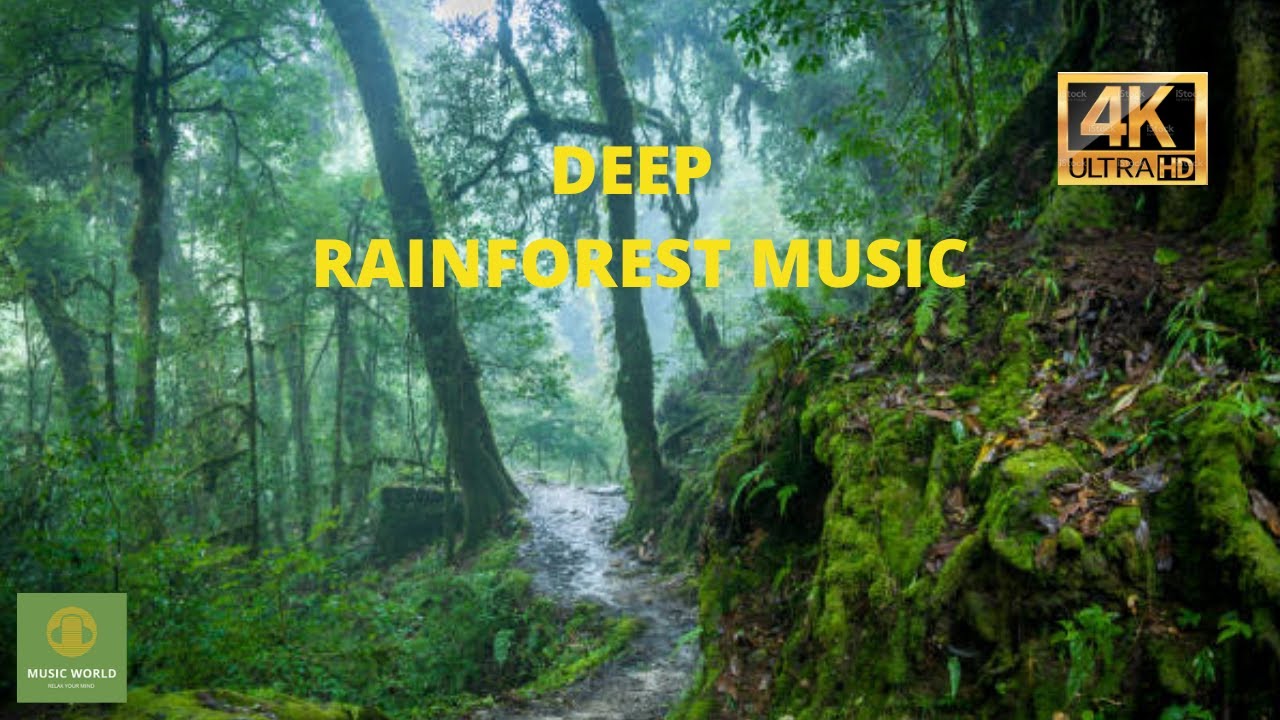 Deep Rainforest Music Relaxing Music Forest Scenery 4k Videos