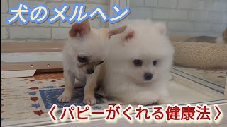 〈 犬のメルヘン 〉見るだけでも、オキシトシン分泌で身も心も元気になる！ 年齢問わずの、誰でも出来る健康法！【 しずくん動画特別編 】#豆柴#チワワ#ポメラニアン#ゴールデンリトリバー#子犬