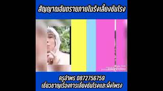 สัญญาณอันตราย...ถ้าเจอสิ่งนี้ในรังชันโรง/ครูอำพร 0872756759