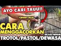 8 CARA MERAWAT/MENGGACORKAN BC PILIS TROTOL/PASTOL/DEWASA‼️