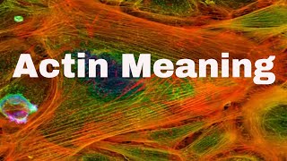 Actin meaning