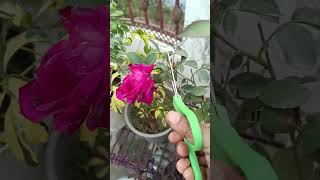 Rose🌹 Care#garden #gardening #youtubeshorts #flowers#rose  #homegarden #telugu @Theplantfactory2167