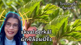 ผักชีล้อมฝรั่ง #skvalderkål และ ผักใบบัวบกฝรั่ง #Vorterod #ผักป่า #สมุนไพรฝรั่ง #ผักชีล้อมฝรั่ง