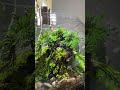 moss 萬年松水陸生態缸