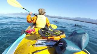 Duski dolphins - Kaikoura - kayak