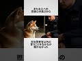 ニューヨークの警察犬試験で不合格になった秋田犬 海外の反応 芝犬