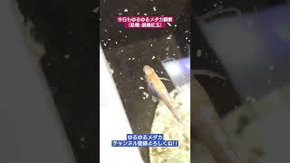 今日もゆるゆるメダカ観察（品種:銀鱗紅玉）