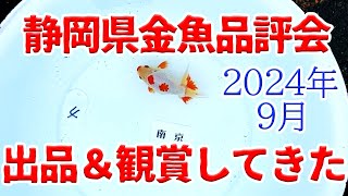 第51回静岡県金魚品評大会でついに優勝🏆