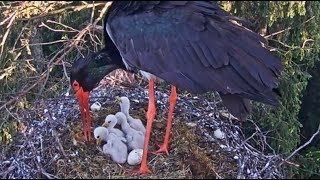 Melnais stārķis~Change over and breakfish -frogs~6:55am 2018/05/23