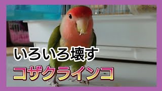 コザクラインコ・茶々の【壊したおもちゃの遊び方】