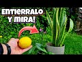 LIMÓN en tus PLANTAS! Pon su CÁSCARA y MIRA que Sucede al INSTANTE | Abono Casero para Huerto Urbano