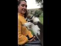 the singing goat animals babyanimals pets goat animalshorts funny