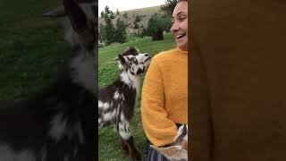 The Singing Goat #animals #babyanimals #pets #goat #animalshorts #funny