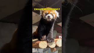 可不要小看小熊猫的威力呀！#长沙zoolung大型室内动物园 #小熊猫 #神奇动物在抖音