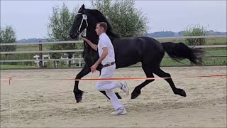 How is Frieda fan 'e Goëngamieden doing at the inspection at Stal Chardon!? Friesian Horses