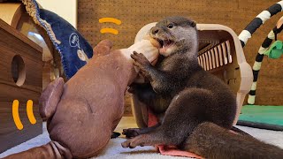 アンパン○ンの心臓をカワウソに入れた日。ビンゴ＆ベル/Otter Bingo\u0026Belle's papa give new life to a stuffed toy Anpanman