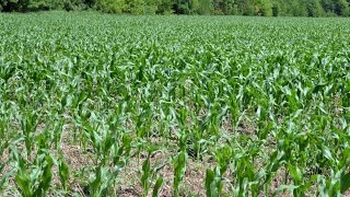 Экспериментальное поле с посевами кукурузы по No-Till технологии. КФХ Владимира Гавриленко