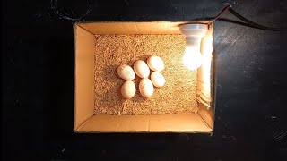 Eggs Hatching || Aseel eggs hatching  || #aseel #hatching #egg #chicks #chicken #birdslover #viral