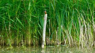 Kingfisher/ மீன்கொத்தி