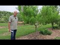 homestead orchard tour growing bounty on our small farm