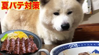 箱の中身はなんじゃろな？秋田犬そうすけ・夏バテにはやっぱり牛タン【VLOG】