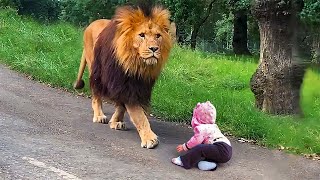 The Lion Found An Alone Little Boy On The Road, Then What The Lion Did Next Will Make You Surprised!