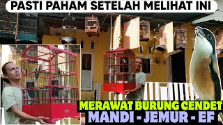 PASTI PAHAM SETELAH MELIHAT INI ‼️ DASAR MERAWAT BURUNG CENDET