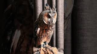 Meet the Long-Eared Owl: Nature's Cutest Night Watcher😍 #shorts #trending #birds #owl #owls #nature