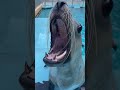 ハマスイに来て7年が経ったニコ shorts 桂浜水族館 トド ニコ