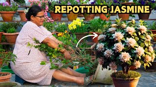 Repotting Mogra (Jasmine) Plant for Maximum Blooming in Summer