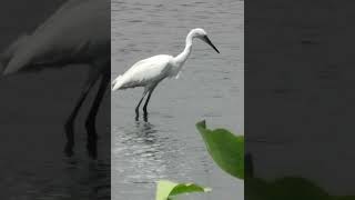 Little Egret catching fish　コサギが魚を捕まえる