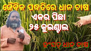 ଜୈବିକ ପଦ୍ଧତିର ଧାନ ଚାଷ।। ଏକର ପିଛା ୨୫ କୁଇଣ୍ଟାଲ ଅମଳ।।paddy farming।। ହଂସତ ଧାନ