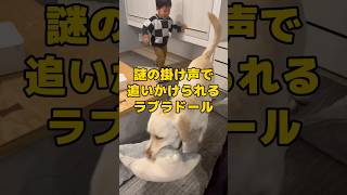 謎の掛け声で追いかけられてるはずのラブラドール #shorts #shortvideo #ラブラドールレトリバー