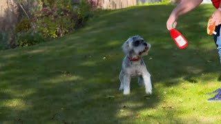 LNER | Four legged friends help to combat loneliness