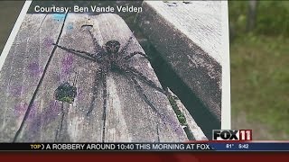 Fishing spiders appearing in Wisconsin