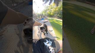First time meeting a seal ! #dog #dogs #dogvideo #dogvideos #dogtraining