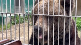 クチビル鳴らして、おやつ頂戴アピールするアヤメちゃんが可愛い🐻🩷　6月2日 エゾヒグマ