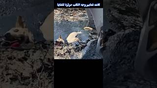 عملية انقاذ كلب #الغابة #wildlife #حيوانات #كلب #dog