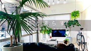 Introducing the room of a cat living in a Japanese apartment/catblog/foliageplant/tokyoapartment