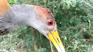 Aramides cajanea o Popoxquela siendo liberada en el Parque Natura de Xalapa,Ver. MX