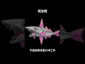 pokemon no.0976 輕身鱈ミガルーサ veluza 寶可夢朱紫 寶可夢 shorts 第九世代