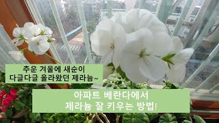 꽃 많이 보는 제라늄/제라늄 잘 키우는 방법/아파트 베란다에서 제라늄 키우기#33