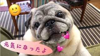 パグ熱中症？から回復　元気になりました🙂[PUG \u0026 MIX]