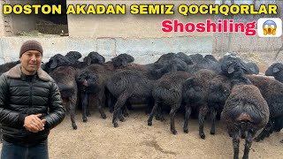 SEMIZ XISSORI QOCHQORLAR 3100-dan KAMI BOR SHOSHILING😱😱