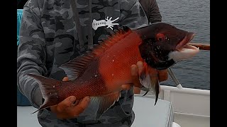 Part 1 How To Bottom Fish San Diego CA  H&M Landing Premier 1/2 Day Boat Sheepshead Sculpin Rockfish