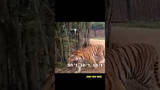 எதிர்ப்பாராத நேரத்தில் மனிதர்களை தாக்க முயற்சித்த புலிகள்😱|Tiger try to hunt humans🥶 #shorts