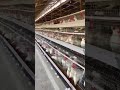 Matériel d'élevage de poules pondeuses #Cage pondeuse #Cage poulet #Cagevolaille #équipementagricole