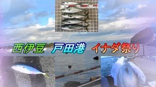 カゴ釣りでイナダ爆釣　西伊豆戸田港2018年10月初旬