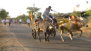 Itnal bulls running in Rannabelagali race